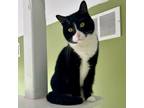 Adopt Maude a Domestic Short Hair