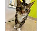 Adopt Unicorn a Domestic Short Hair