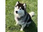 Adopt Elfie a Siberian Husky, Mixed Breed