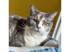 Adopt Periwinkle a Domestic Short Hair