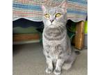 Adopt Enchanted a Domestic Short Hair