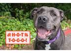 Adopt Bella a Cane Corso, Mixed Breed