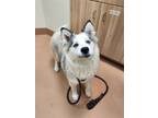 Adopt Fayre a Alaskan Malamute