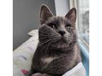 Adopt Smokey a Domestic Short Hair, Russian Blue