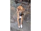 Adopt Lila a Australian Shepherd, German Shepherd Dog