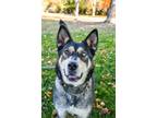 Adopt Jasmine a Husky, Shepherd