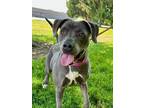 Adopt Faith a Pit Bull Terrier, Mixed Breed