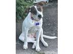 Adopt Lorry Beth a Feist, Mixed Breed