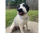 Adopt Louise a Labrador Retriever