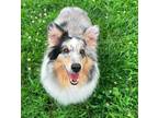 Adopt S'Mores a Shetland Sheepdog / Sheltie