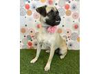 Adopt Hayden a Pug