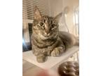 Adopt Celeste (The Celestial Kittens Mom) a Domestic Short Hair