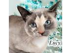 Adopt Lucy a Siamese