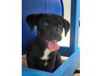 Adopt Lilly 23D-0318 a Labrador Retriever