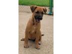 Adopt Lena 23D-0317 a Labrador Retriever