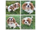 Adopt Harmony a Cavalier King Charles Spaniel, Mixed Breed