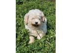 Adopt Hope a Poodle, Mixed Breed