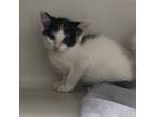 Adopt Harley a Domestic Short Hair