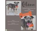 Adopt Glenn a Pit Bull Terrier