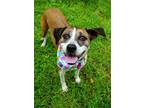 Adopt Audrey Hepburn a English Setter, Mixed Breed