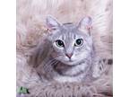 Adopt Francine a Domestic Short Hair