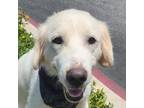 Adopt Snow White BW* a Golden Retriever, Great Pyrenees