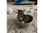 Adopt GRACO (Gracie) a Domestic Short Hair, Tabby