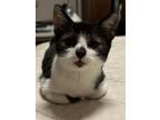 Adopt PENNY-ready in August a Domestic Short Hair