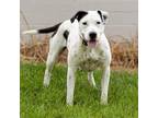 Adopt Dottie a Pointer, Mixed Breed