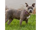 Adopt Quilla a Pit Bull Terrier