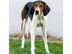 Adopt Lady a Treeing Walker Coonhound