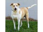Adopt Snorts a Labrador Retriever