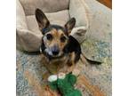 Adopt Lola Miya a Rat Terrier
