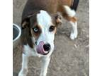 Adopt Hallie a Catahoula Leopard Dog