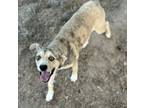 Adopt Sparkles a Catahoula Leopard Dog