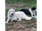 Adopt Cloud a Great Pyrenees