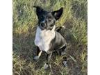 Adopt Maisie a Border Collie, Australian Cattle Dog / Blue Heeler