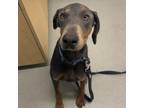 Adopt Saint a Doberman Pinscher