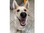 Adopt Si a German Shepherd Dog