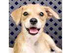 Adopt Kyra a Terrier