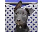 Adopt Gracie a Labrador Retriever