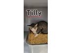 Adopt Tilly a Tabby, Domestic Short Hair