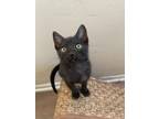 Adopt ROSIE a Bombay, Domestic Short Hair