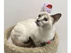 Adopt Chloe a Siamese