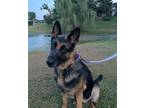 Adopt Gemma a German Shepherd Dog, Mixed Breed