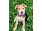 Adopt Tahini (female) a Shepherd, Shar-Pei