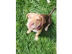 Adopt Chai a Shepherd, Shar-Pei