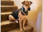 Adopt Sorrell a Shepherd, Shar-Pei