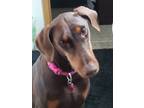 Adopt Rose a Doberman Pinscher