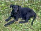 Adopt Halie a Labrador Retriever, Rottweiler